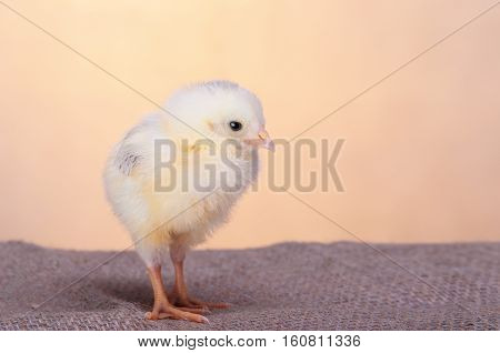 Beautiful decorative rooster farm spring rooster, chicken basket eggs nest