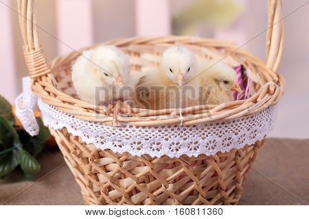 Beautiful decorative rooster farm spring rooster, chicken basket eggs nest