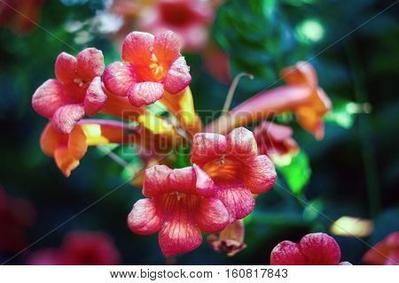 Campsis radicans flowers (trumpet vine or trumpet creeper) also known in North America as cow itch vine or hummingbird vine in Romania as Trambita Luleaua turcului.