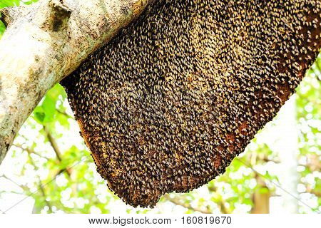 Working bees and a honeycomb on the tree.
