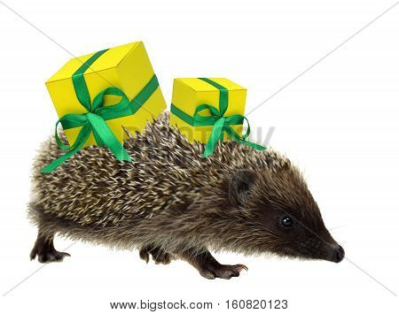 All are preparing for Christmas. Hedgehog brings gifts. Concept. Caring and holidays. ChristmYoung hedgehog with gifts in a hurry. Isolated. Christmas. Sale. Young hedgehog with gifts in a hurry.