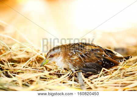 Cute Baillon's crake bird sitting on grass.