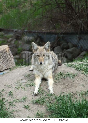 Coyote a riposo