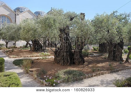 Old olive trees in the Garden of Gethsemane in Jerusalem