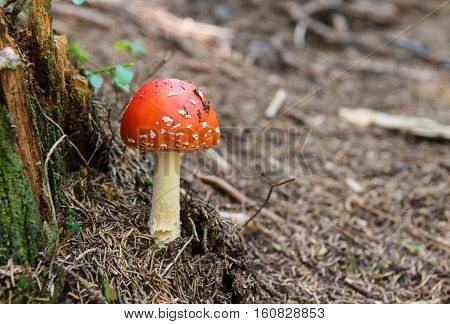 Amanita muscaria mashroom in forest Fly Agaric or Fly Amanita