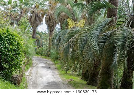 Part of the arboretum with many beautiful tropical plants along the tracks. Palm alley.