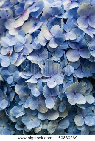 Blue Hydrangea. Hydrangea Viburnum macrocephalum, shallow depth of field and selective focus