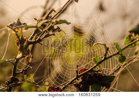 Morning fog and cobwebs in the dew. dew on the lush green grass a summer misty morning. the sun's rays fall on the wet grass.