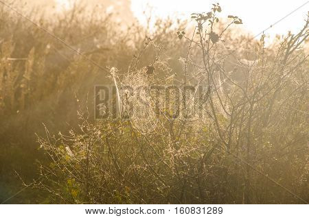 Morning fog and cobwebs in the dew. dew on the lush green grass a summer misty morning. the sun's rays fall on the wet grass.