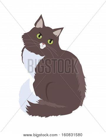 Siberian cat breed. Cute brown cat seating flat vector illustration isolated on white background. Purebred pet. Domestic friend and companion animal. For pet shop ad, animalistic hobby concept
