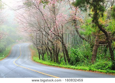 Beautiful pink sakura landscape view on road at Doi Ang Khang Chiang Mai Thailand.