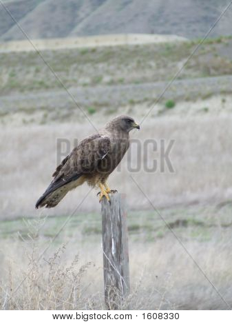 Caccia Hawk