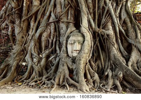Head of Buddha Statue with the Tree Roots at Wat Mahathat historic site of Ayutthaya province Thailand.