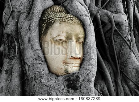 Head of Buddha Statue with the Tree Roots at Wat Mahathat historic site of Ayutthaya province Thailand.