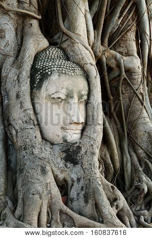 Head of Buddha Statue with the Tree Roots at Wat Mahathat historic site of Ayutthaya province Thailand.