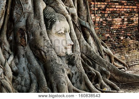 Head of Buddha Statue with the Tree Roots at Wat Mahathat historic site of Ayutthaya province Thailand.