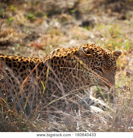 In South Africa Kruger Natural Park Wild Leopard