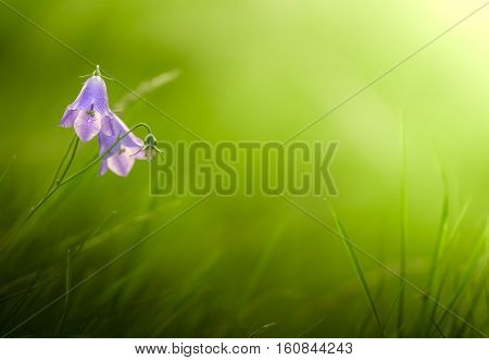 Beautiful Bluebell (Harebell) Flowers With Soft Focus Sunlit Grassy Background With Copyspace
