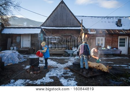 Sieu Romania - November 19 2016: Men wash a pig after slaughtering it as a Romanian tradition before Christmas.