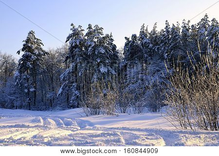 Winter forest covered with snow.Road through the winter forest.Snowy trees in winter forest.Winter landscape.