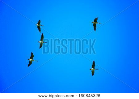 Canada geese (branta canadensis) flying directly overhead in a blue sky.