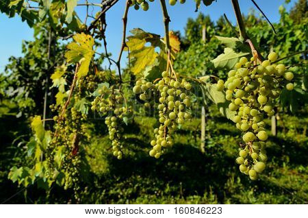 Unripe Grape Bunches
