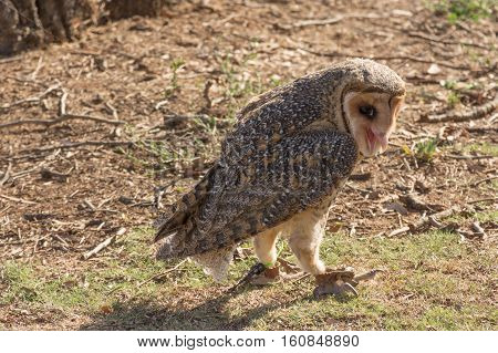 Baby spotted owl looking at the camera