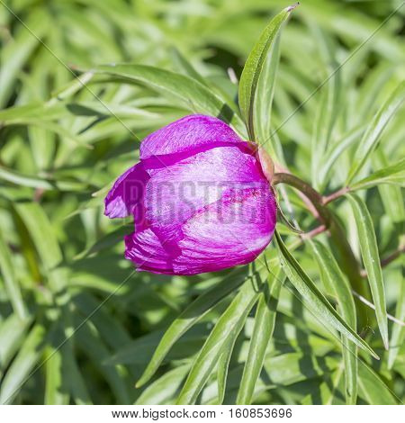 Marin root or peony (Paeonia anomala). Flowering bushes