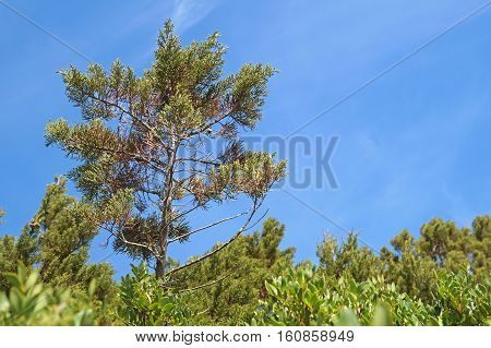 Maritime Pine on Blue Sky . Detail of maritime pine with trunk and green needles on blue sky