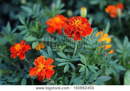 marigolds particle of summer in the autumn beauty in your garden