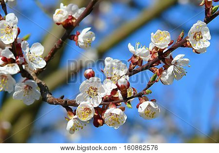 Blooming apple trees in the garden - a special time when the delicate pink and white flower petals pleasing to the eye