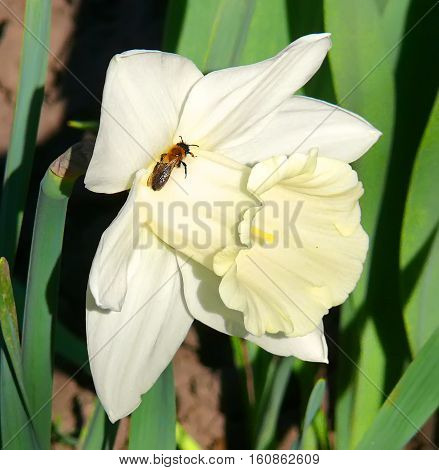 Narcissus beautiful white flower with a fly on the petal