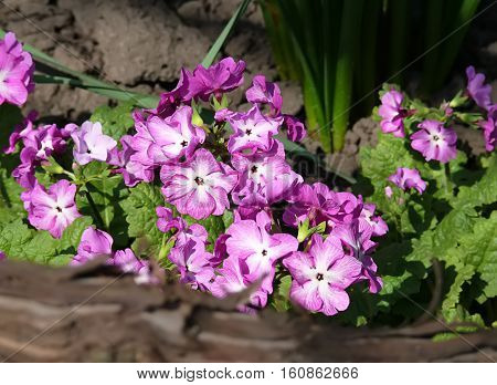 primrose was called the flower of the twelve gods of Olympus and believed in its healing properties