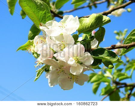 Blooming apple trees in the garden - a special time when the delicate pink and white flower petals pleasing to the eye