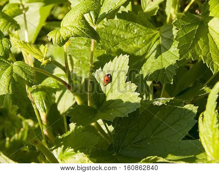Beautiful ladybug on green grass. Nature background. ladybug on a leaf