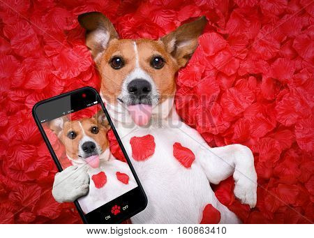 Dog Love Rose Valentines Selfie