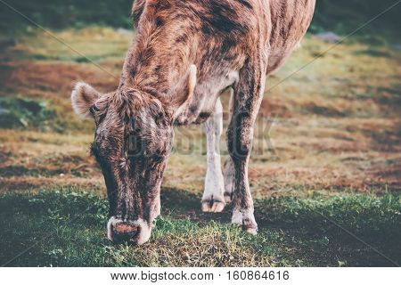 Brown Cow Farm Animal at alpine green valley summer pasture