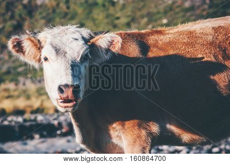Cow looking at camera funny Farm Animal at alpine green valley summer pasture