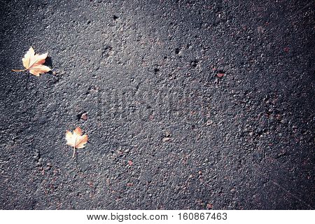 Two maple leaf on a gray asvalte