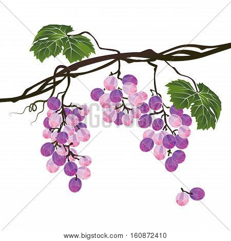 Stylized polygonal branch of purple grapes on white background