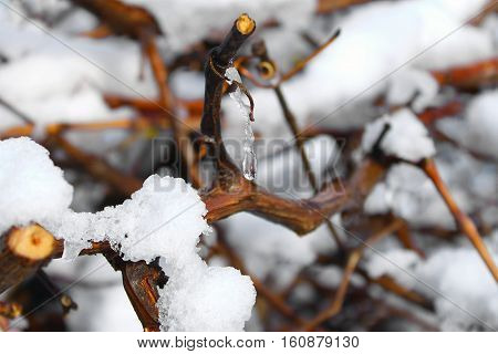 Melting snow formed a water drop hanging from a twig.