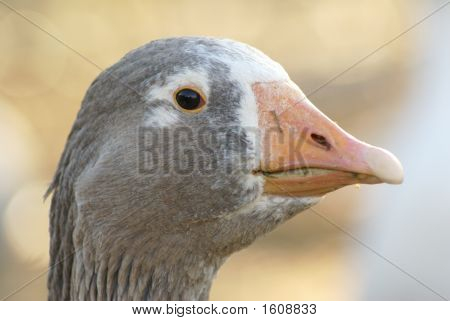 Curiose Husa