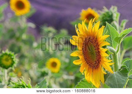 Sunflower and Lavender flowers field close up, France