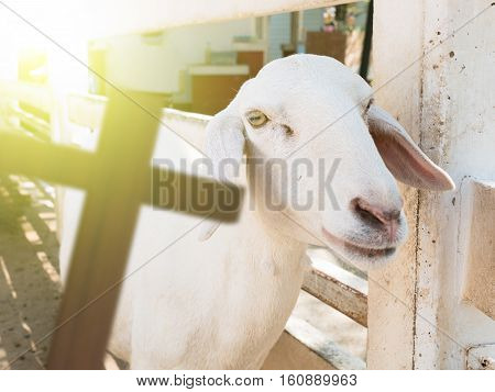 3D rendering of cross with a sheep christain concept lamb of god