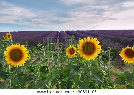 Sunflower and Lavender flowers field at summer sunsrise, Provence, France