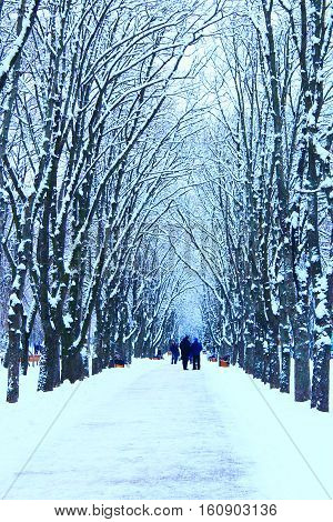 winter beautiful park with many big trees and path