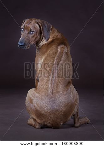 Rhodesian Ridgeback backwards looking to the camera