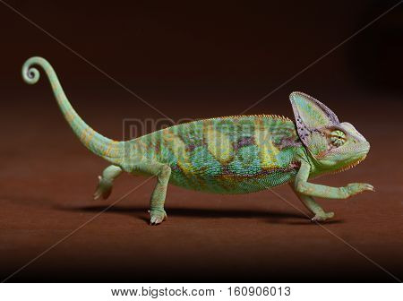 happy chamaleon walking around the studio with brown background