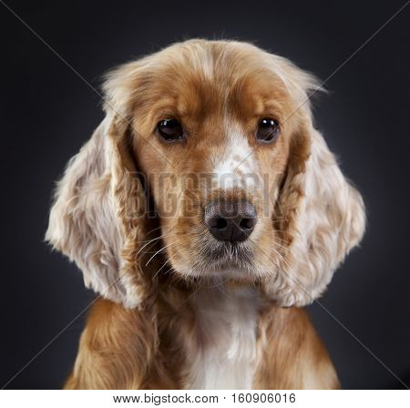 Spaniel cocker portrait head on with black background