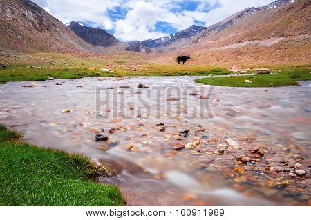 Yak with natural landscape in Leh Ladakh Jammu and Kashmir India